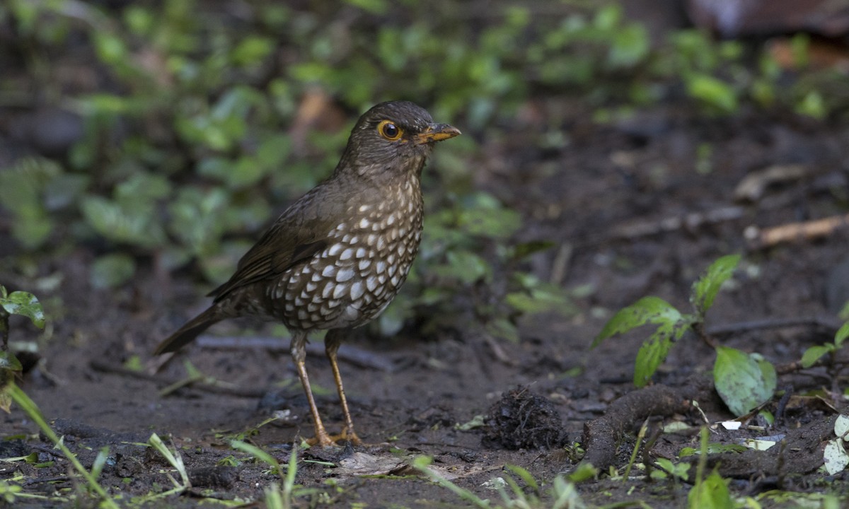 Forest Thrush - ML89364261