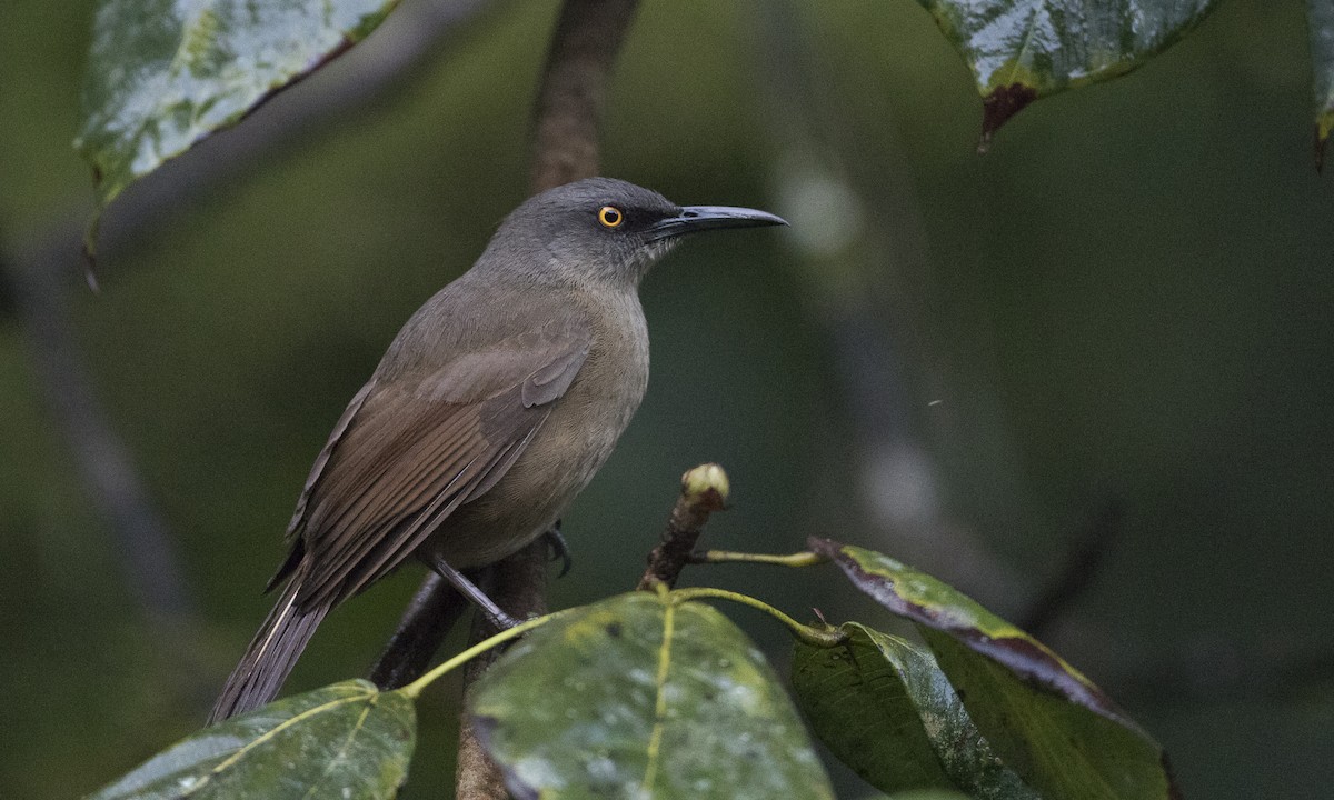 Brown Trembler - Brian Sullivan