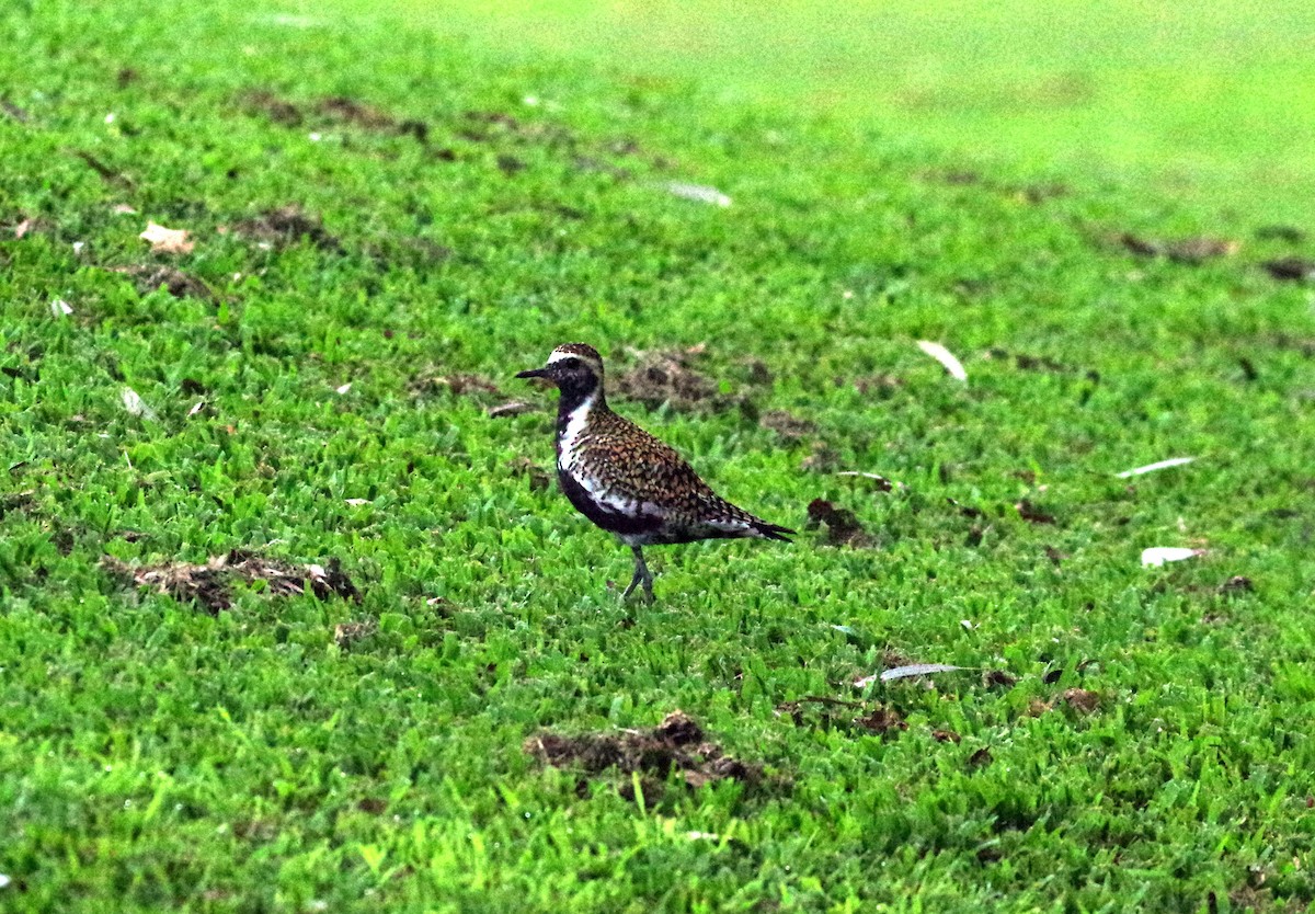 Pacific Golden-Plover - Brooks Hart