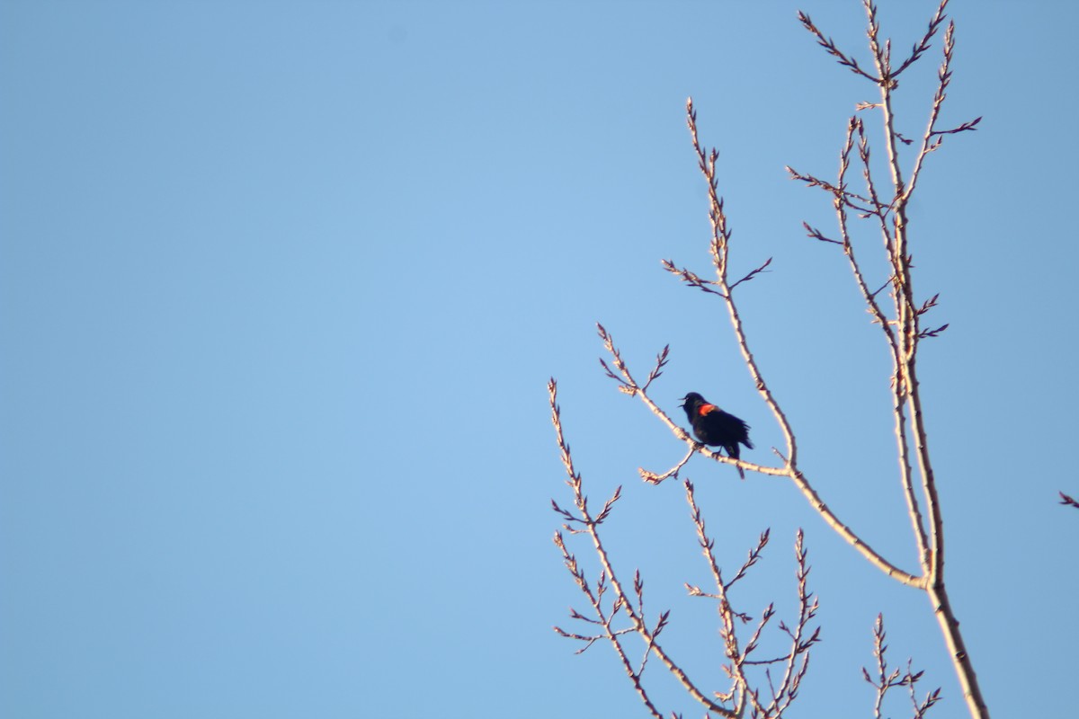 Red-winged Blackbird - ML89364941