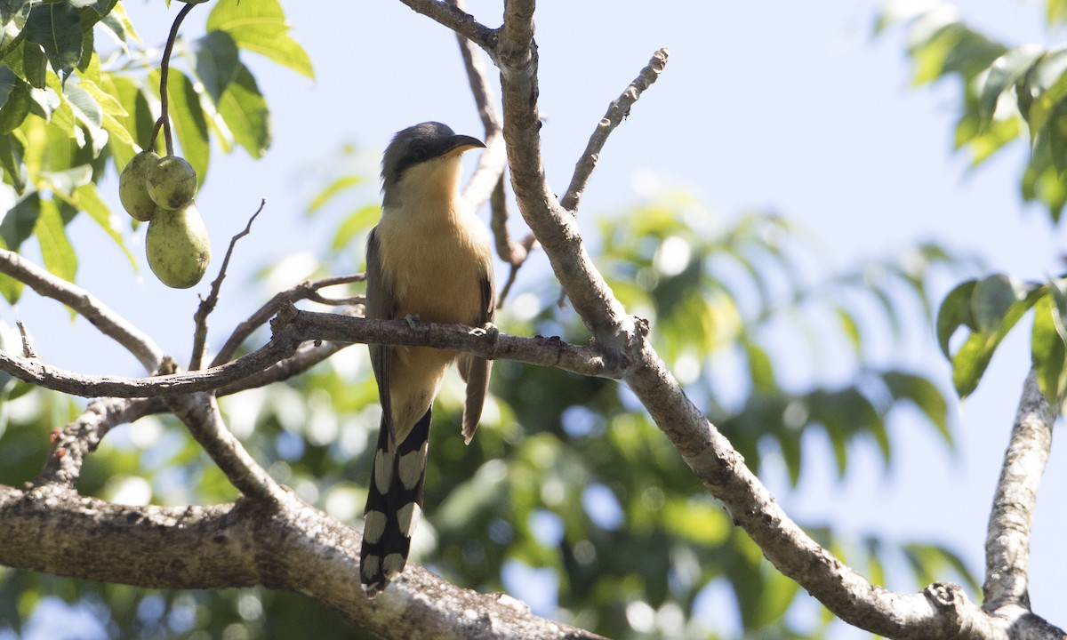 Mangrove Cuckoo - ML89365941