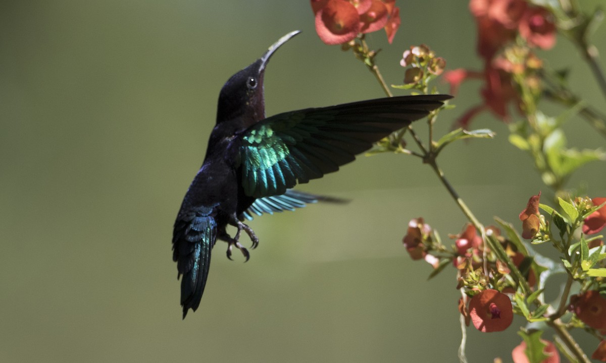 kolibřík nachovohrdlý - ML89365971