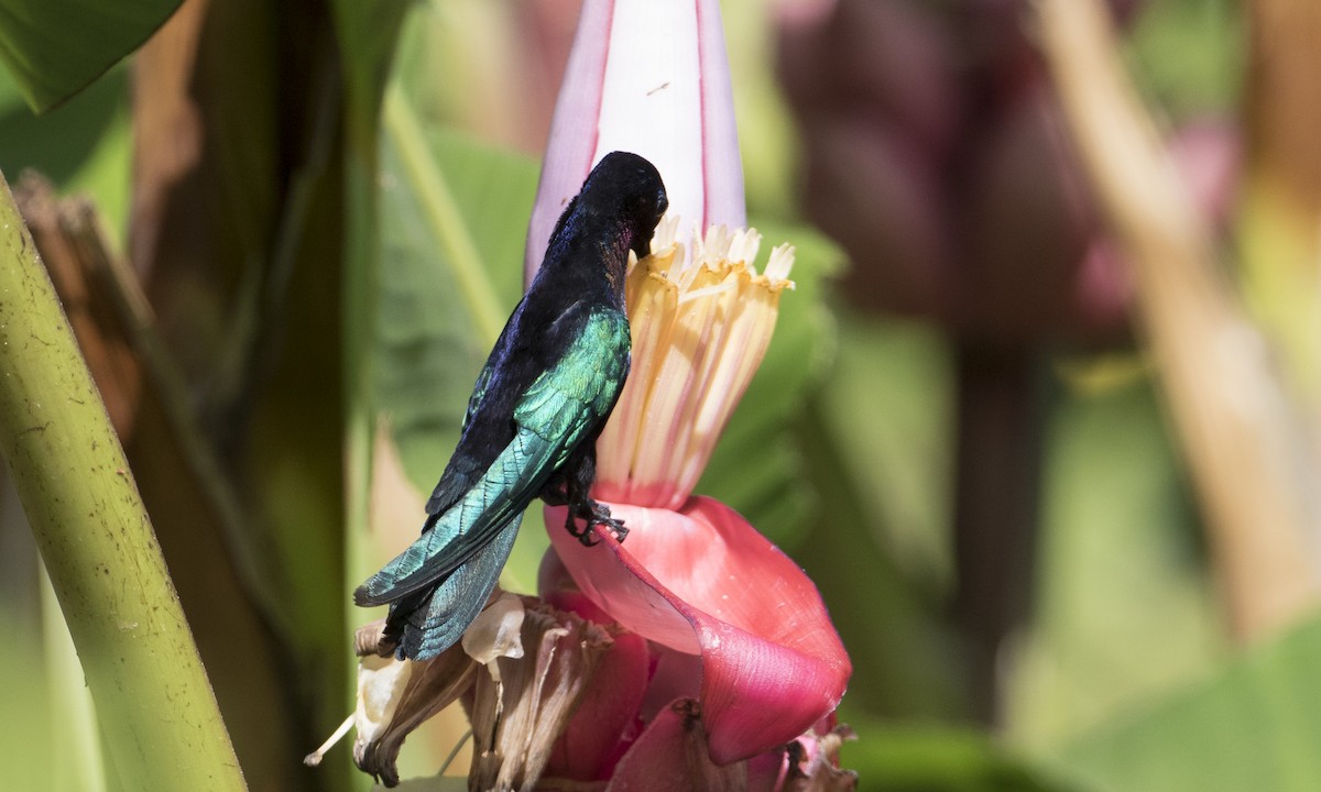 kolibřík nachovohrdlý - ML89366001