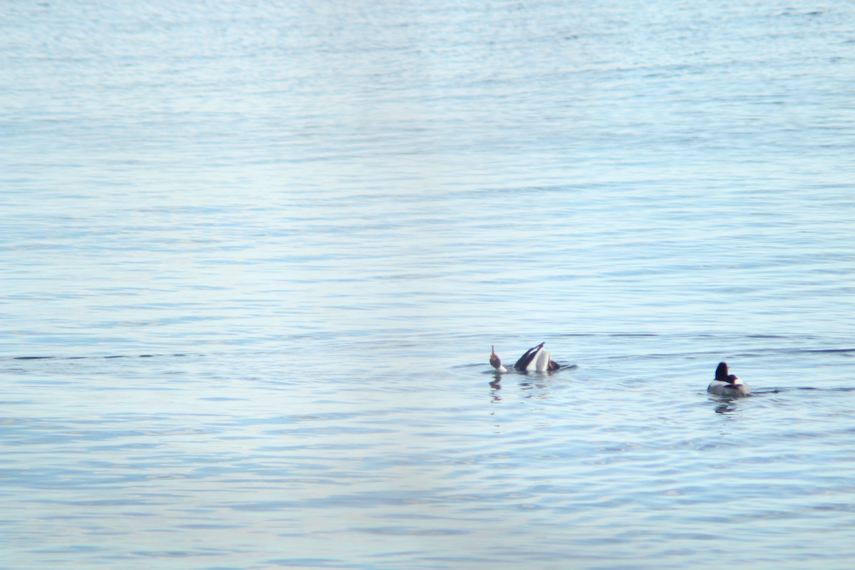 Red-breasted Merganser - ML89366091