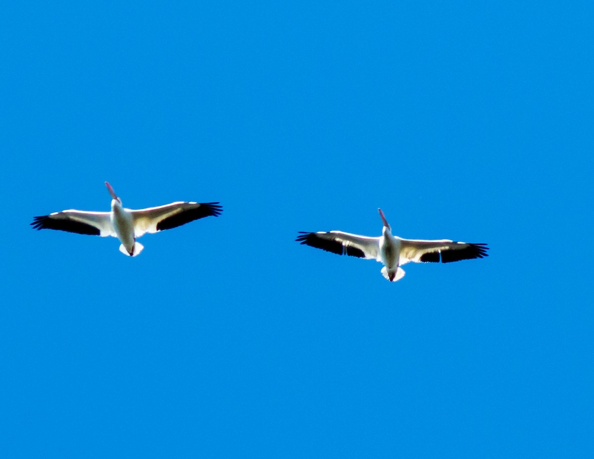 American White Pelican - ML89366171