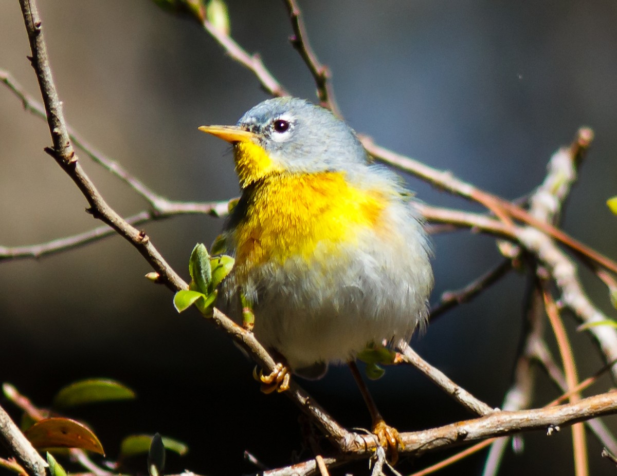 Northern Parula - ML89366351