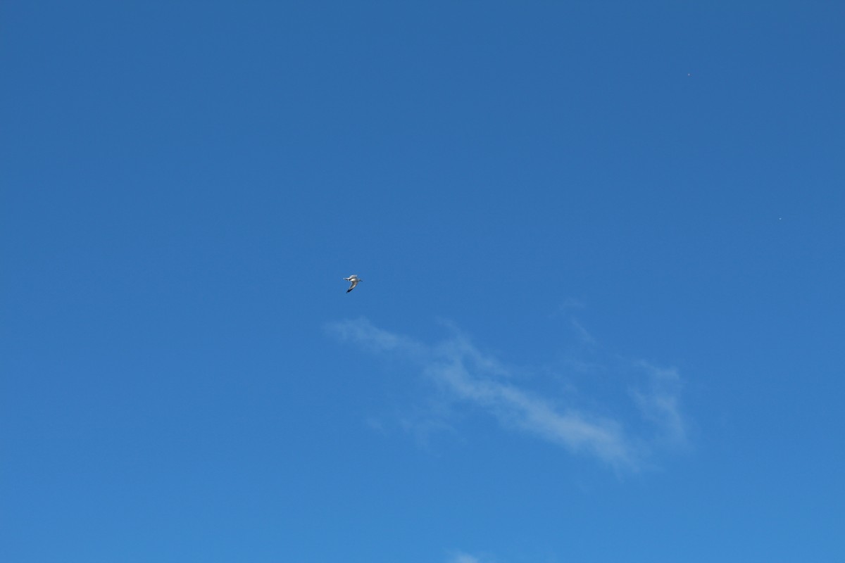 Ring-billed Gull - ML89366571