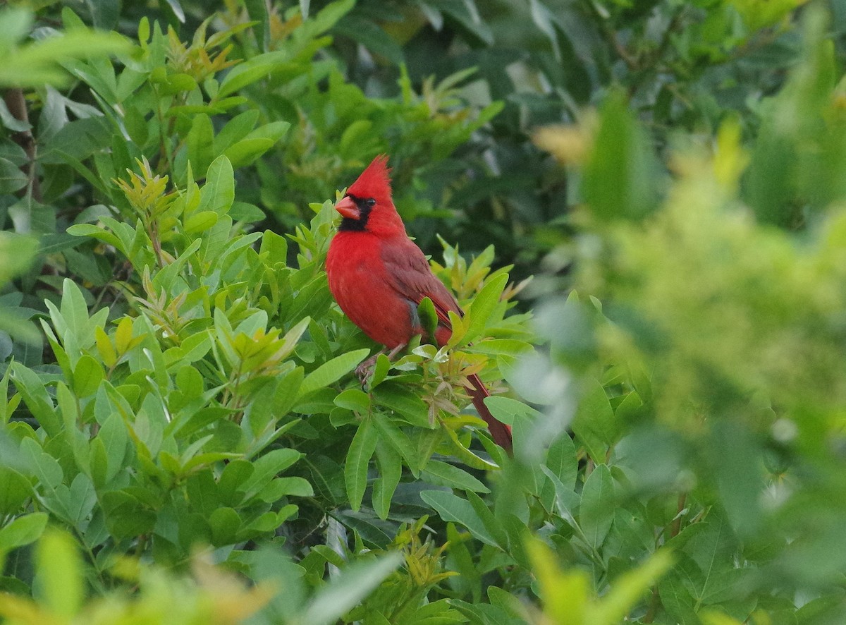 Cardinal rouge - ML89366711