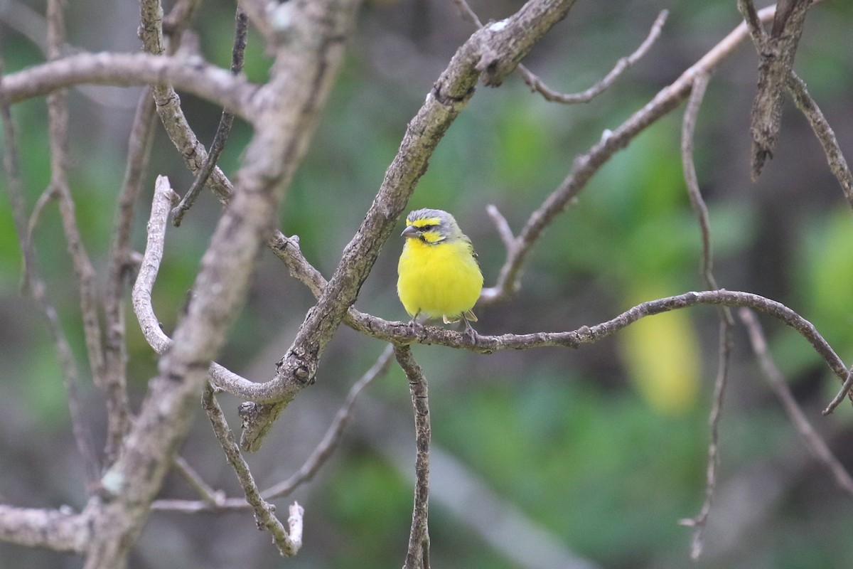 Yellow-fronted Canary - ML89366801