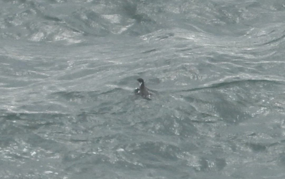 Magellanic Diving-Petrel - ML89367311