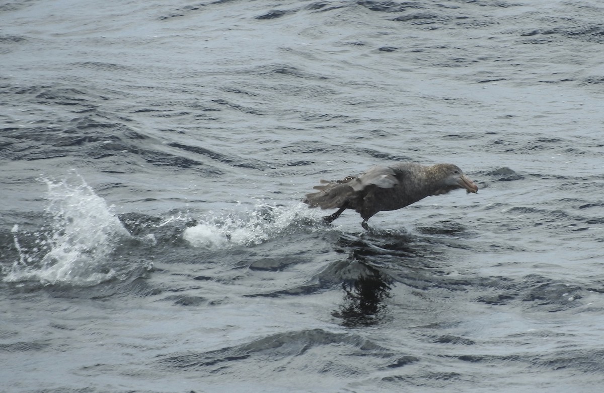 Southern Giant-Petrel - ML89367951