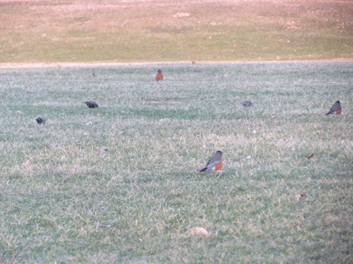 American Robin - Susan Carpenter