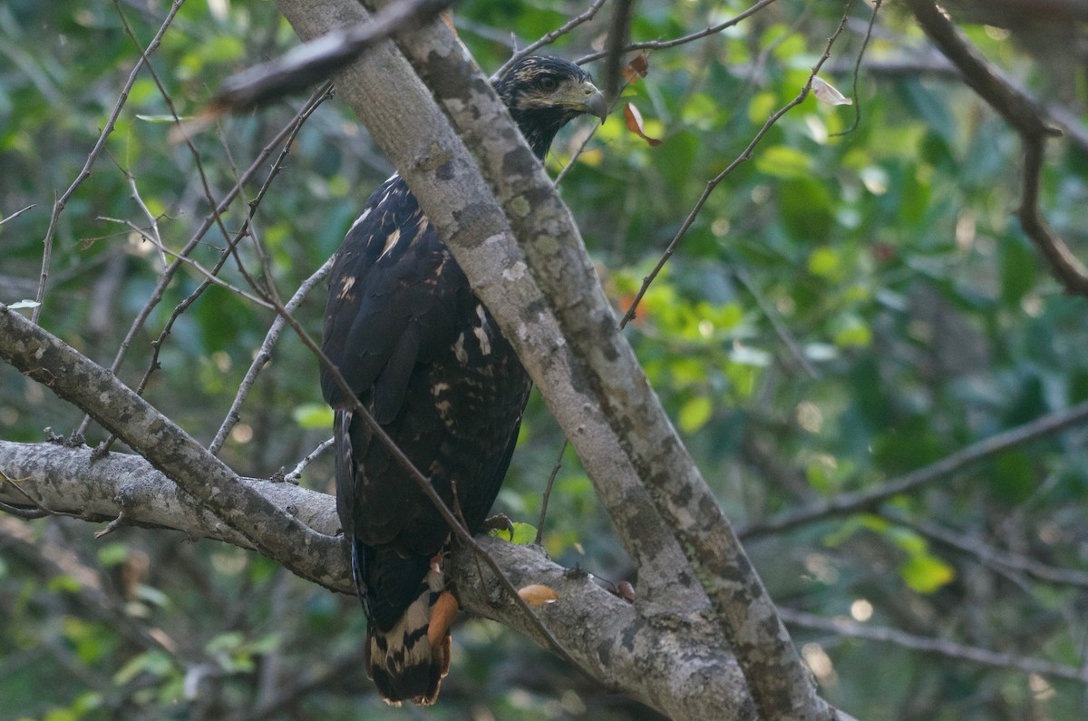 Common Black Hawk (Mangrove) - ML89368861