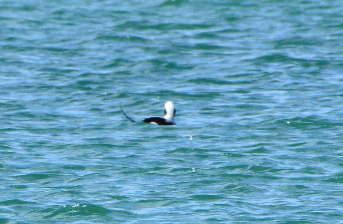 Long-tailed Duck - ML89369321