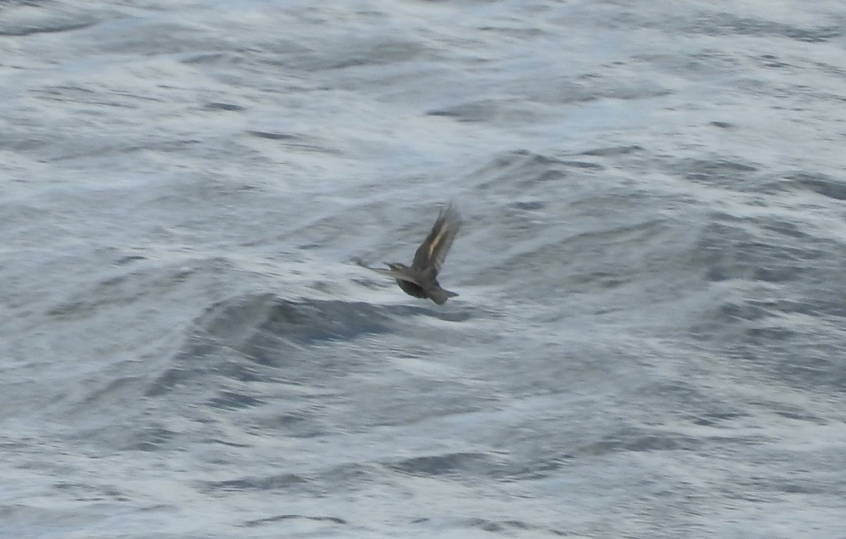 Buff-winged Cinclodes - ML89369501