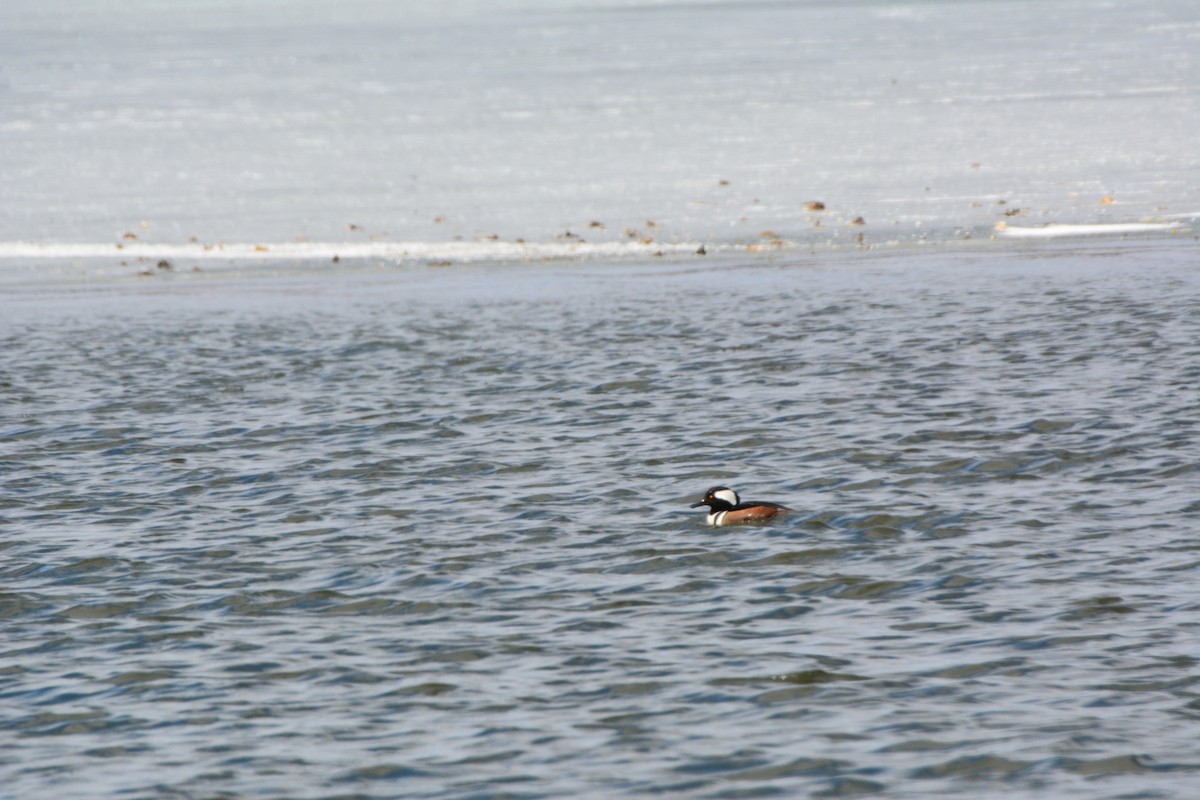 Hooded Merganser - ML89369861