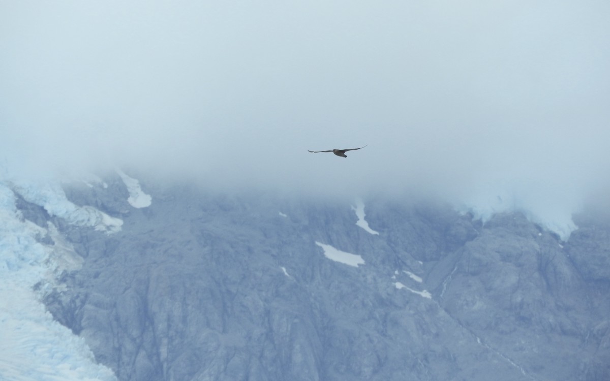 Chilean Skua - ML89370251