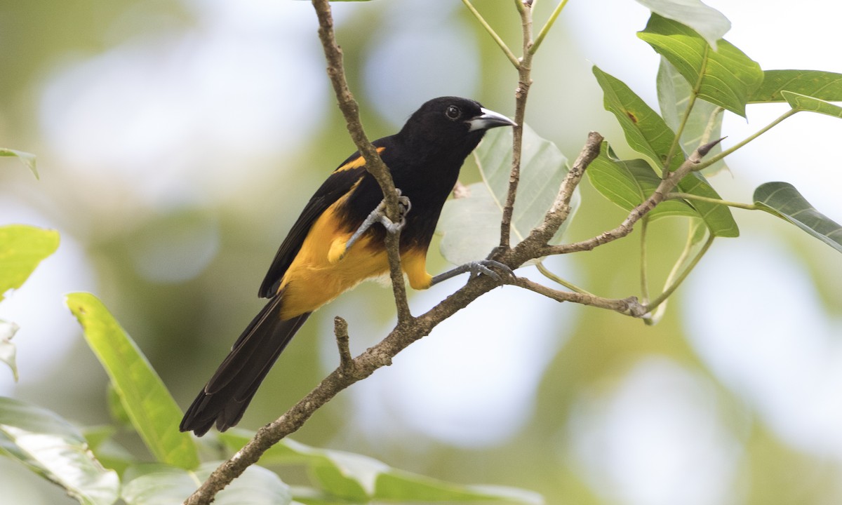 St. Lucia Oriole - Brian Sullivan