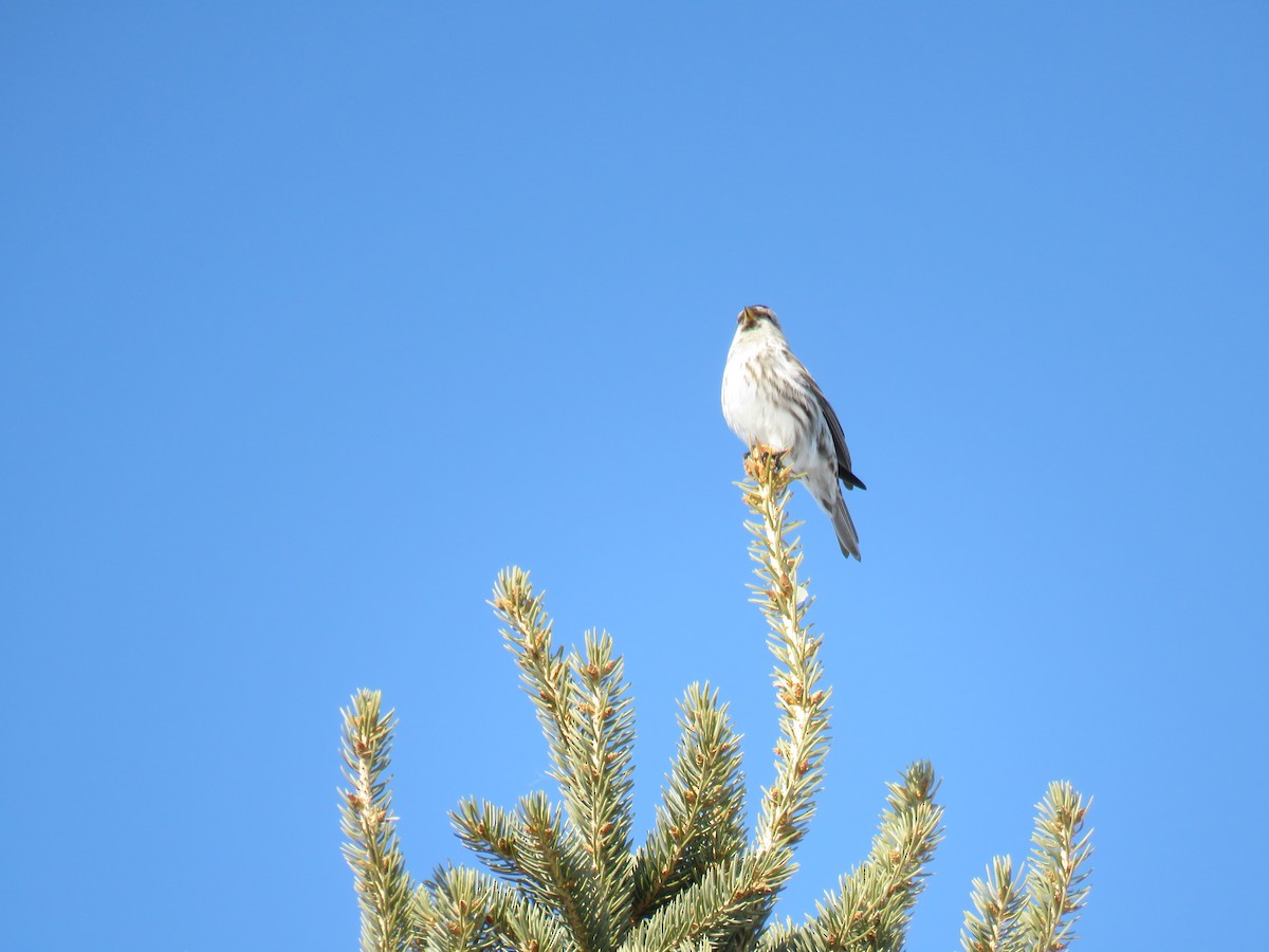 Hoary Redpoll - ML89373501