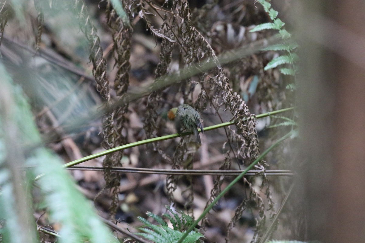 Mountain Tailorbird - ML89374961