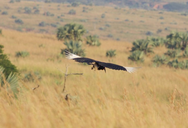 Abyssinian Ground-Hornbill - ML89377451