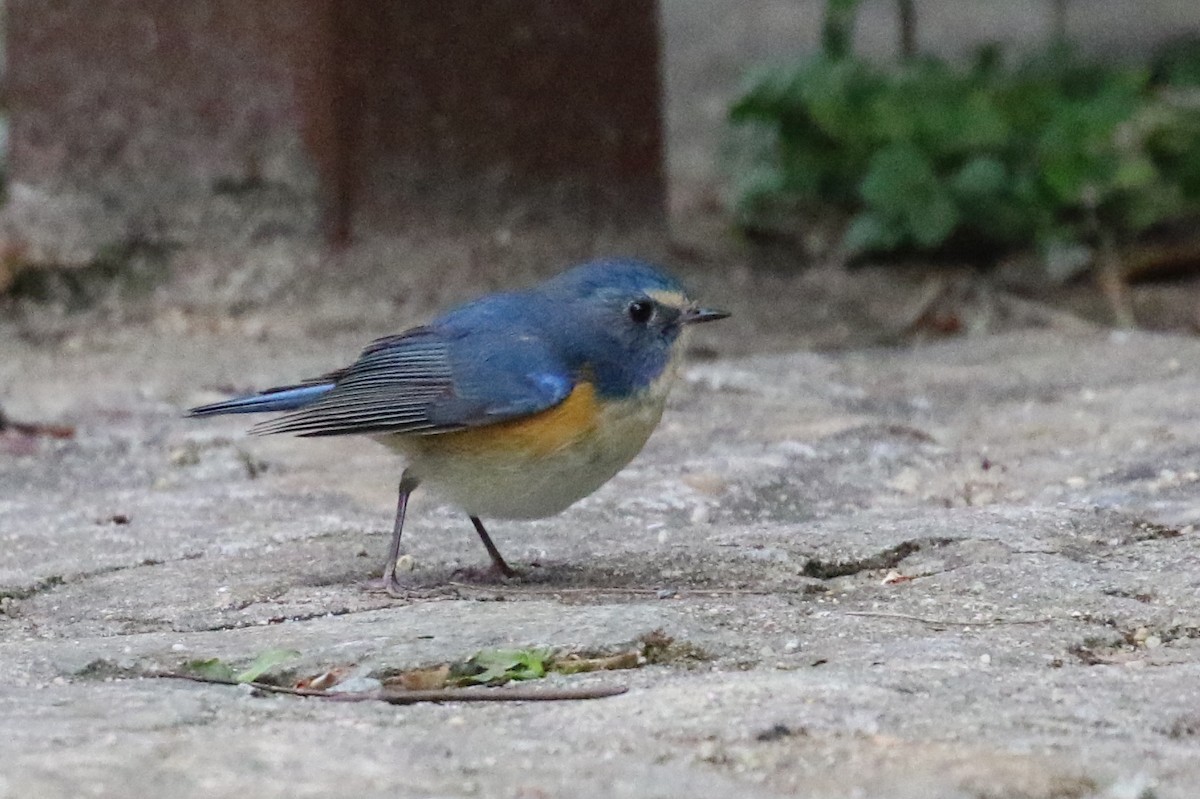 Red-flanked Bluetail - Knut Hansen