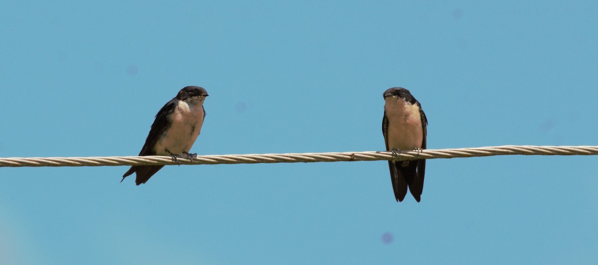 Blue-and-white Swallow - ML89377731