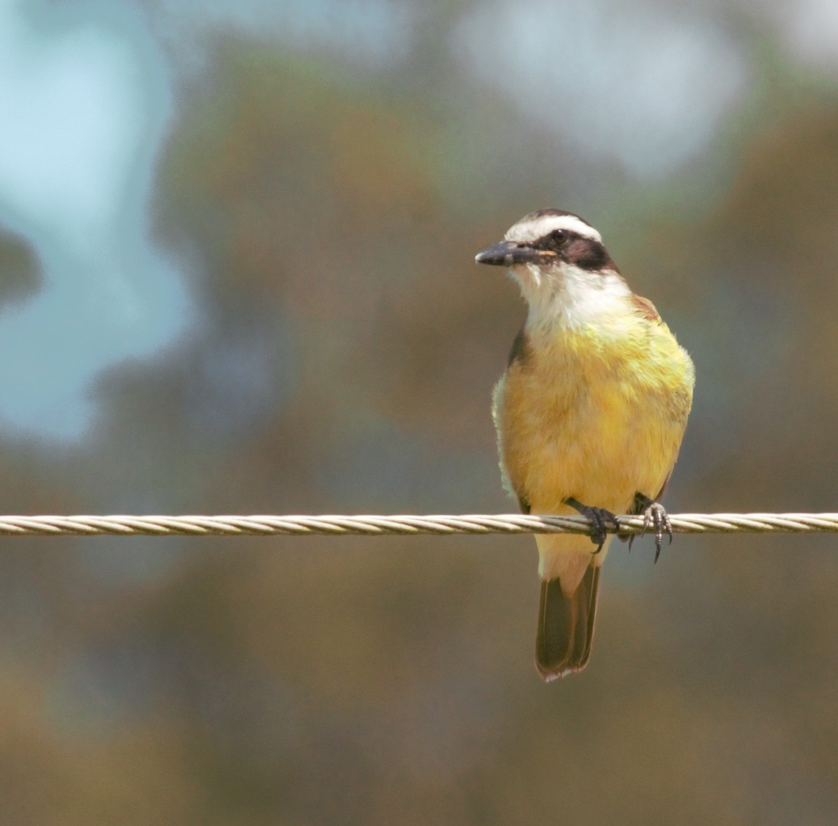 Great Kiskadee - ML89378101