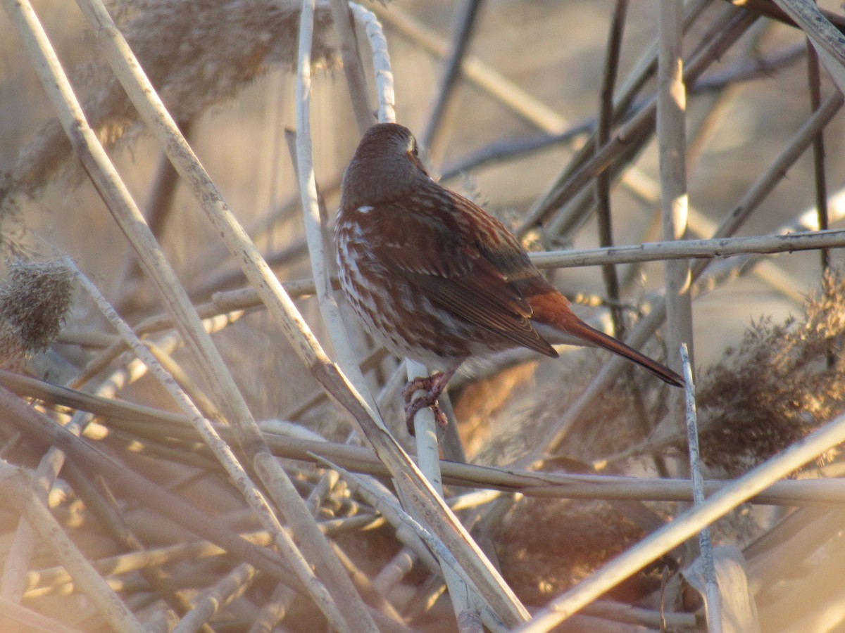 Fox Sparrow - ML89378971