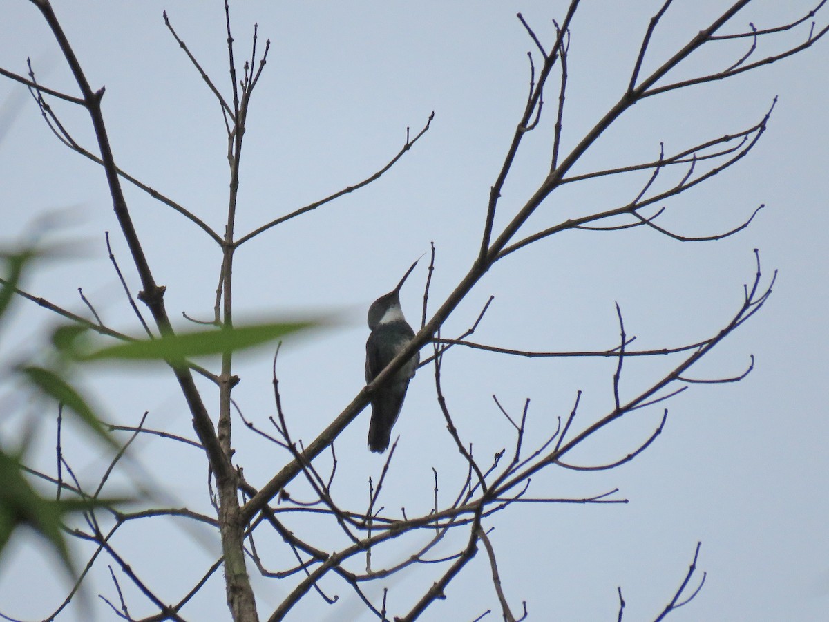 White-throated Hummingbird - ML89380511