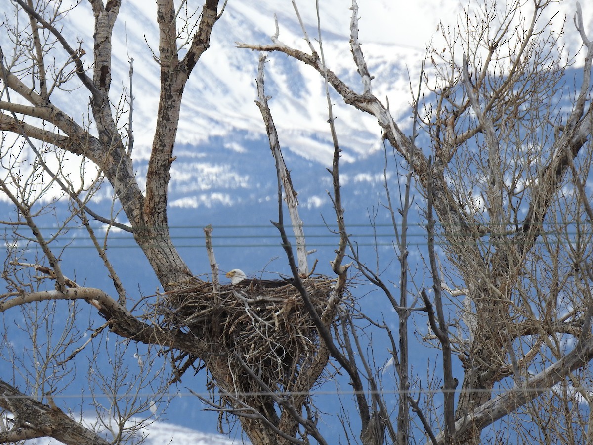 Bald Eagle - Sharon Dewart-Hansen