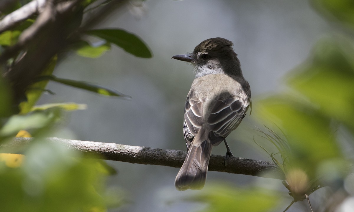 Grenada Flycatcher - Brian Sullivan