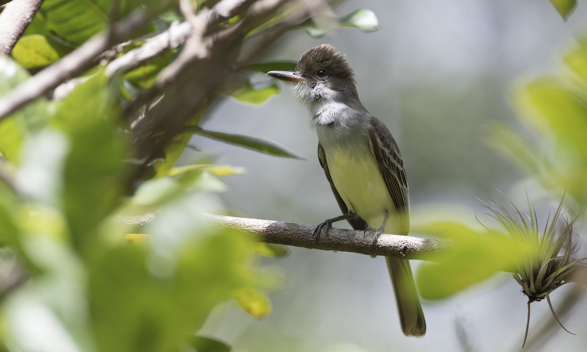 Grenada Flycatcher - Brian Sullivan