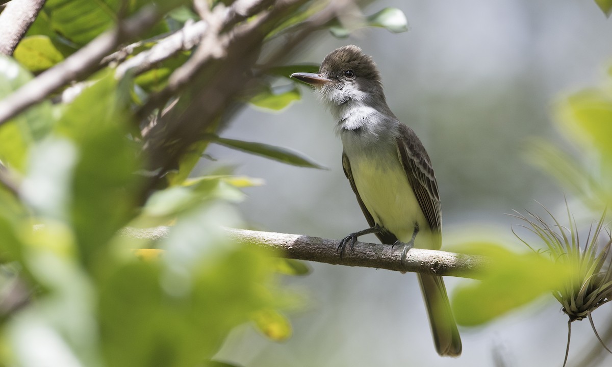 Grenada Flycatcher - ML89381571