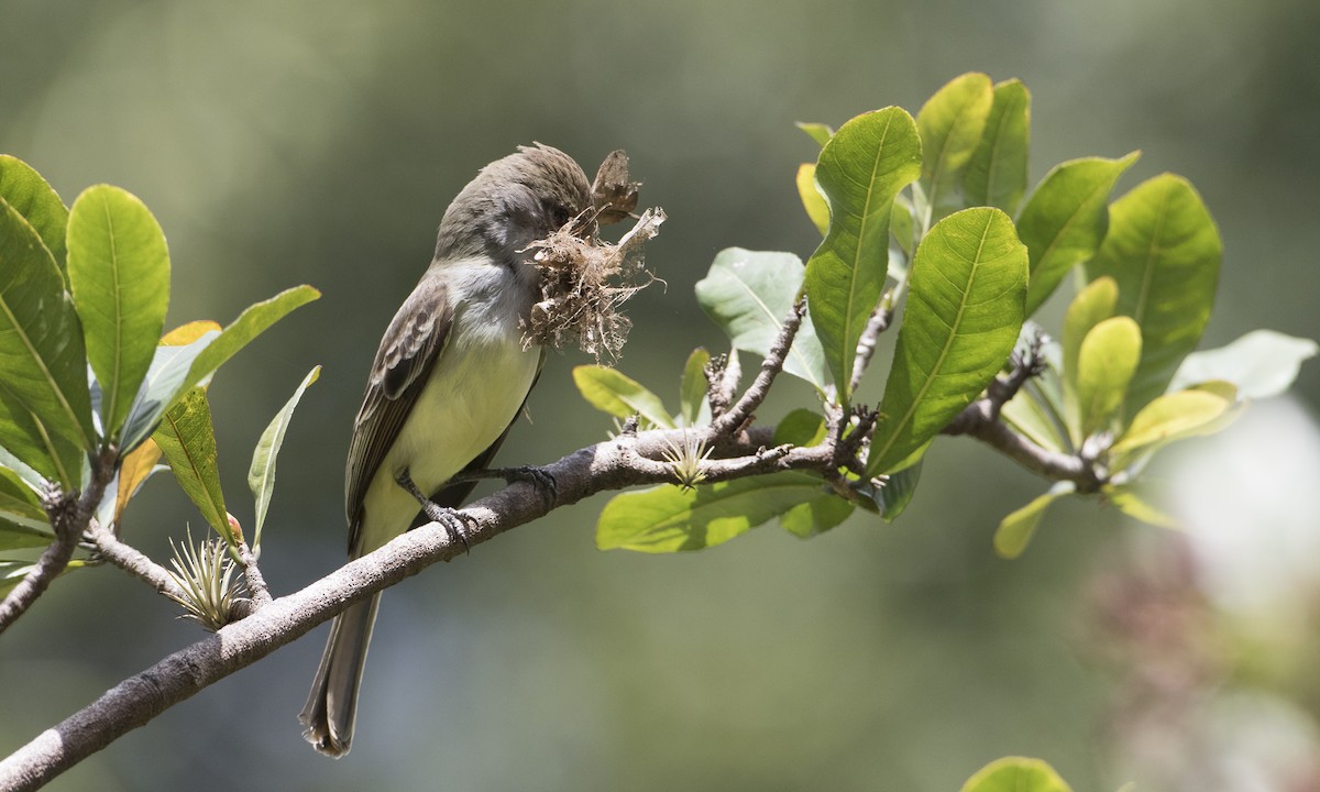 Grenada Flycatcher - ML89381581