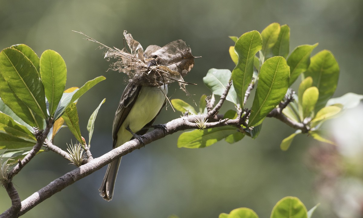 Grenada Flycatcher - ML89381591