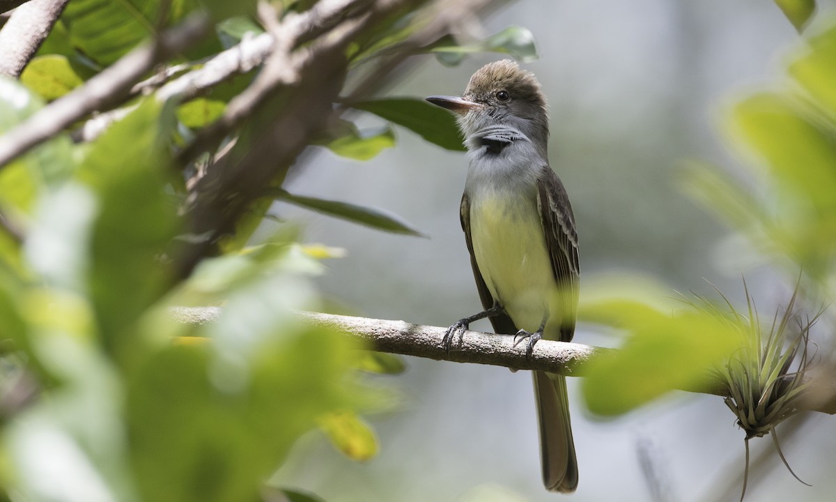 Grenada Flycatcher - ML89381701