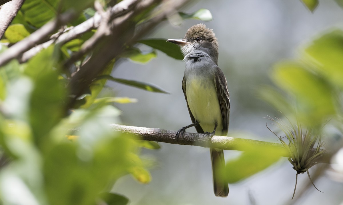 Grenada Flycatcher - ML89381711