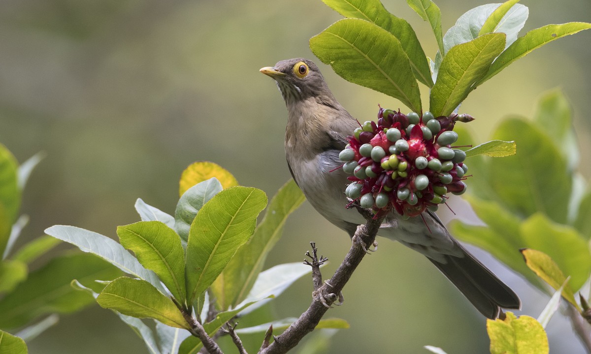 Spectacled Thrush - ML89381721