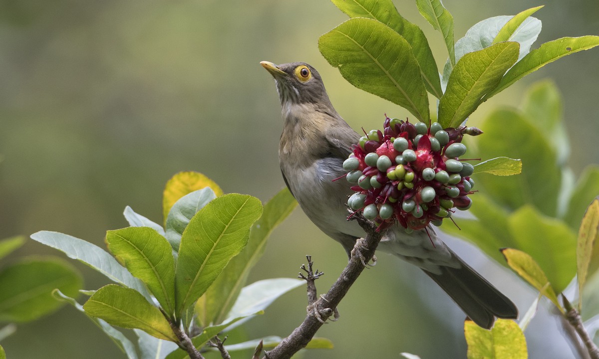 Spectacled Thrush - ML89381751