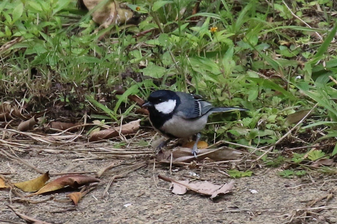 Japanese Tit - ML89383081