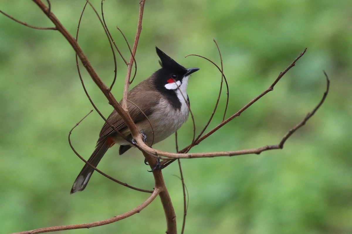 Red-whiskered Bulbul - ML89383141