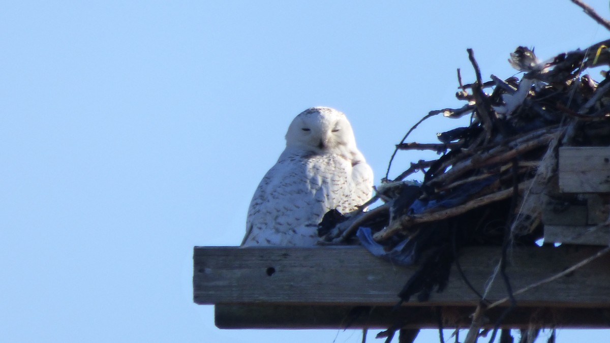 Snowy Owl - ML89383391