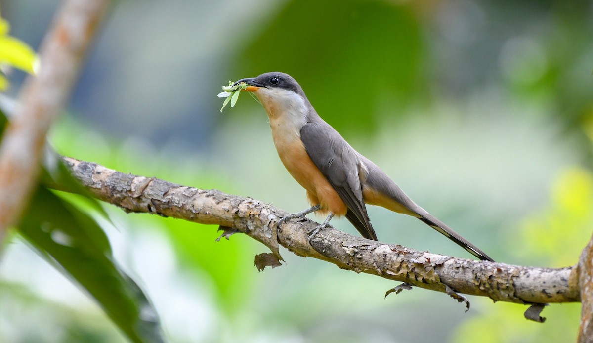 Mangrove Cuckoo - ML89383541