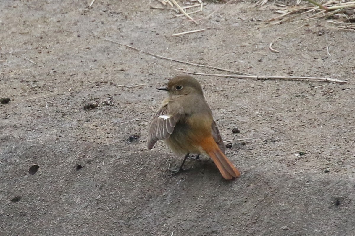 Daurian Redstart - ML89384001