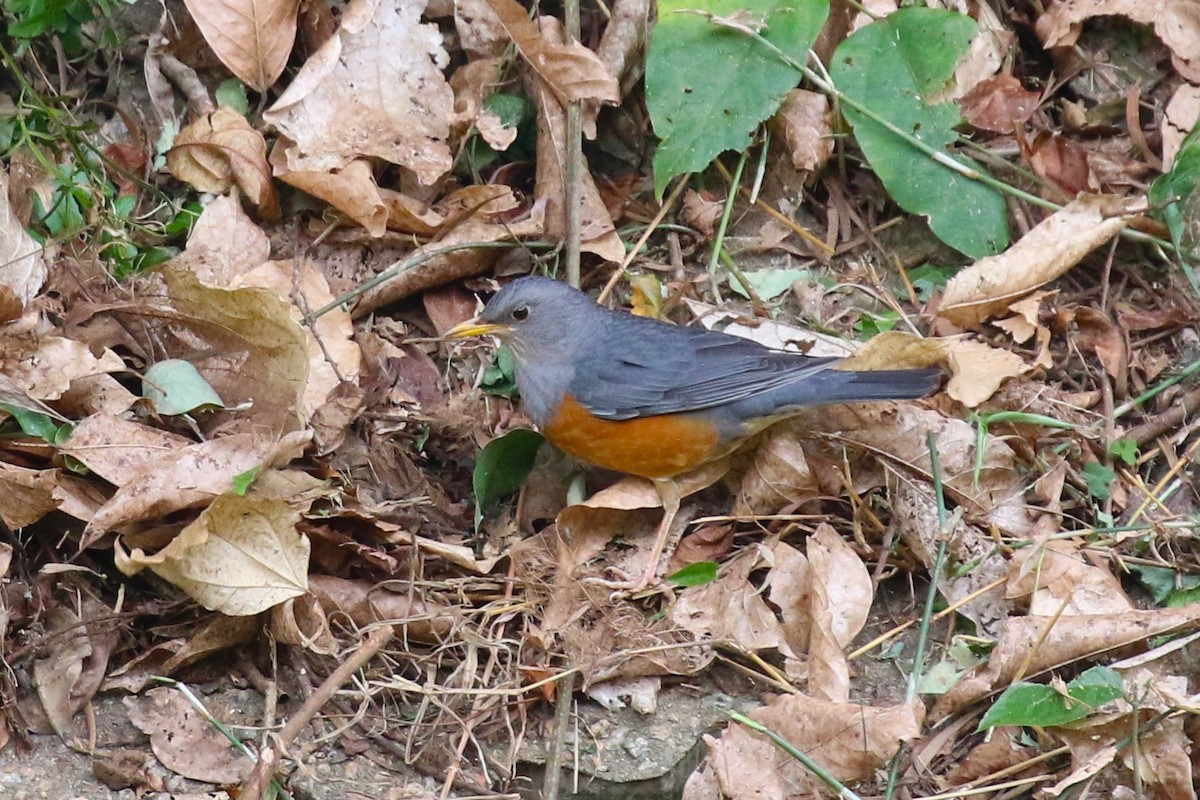 Gray-backed Thrush - ML89384091