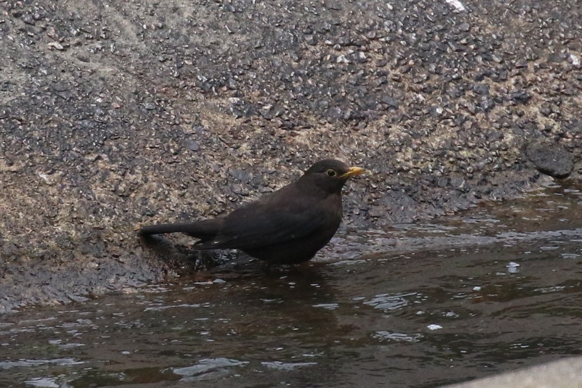 Chinese Blackbird - Knut Hansen