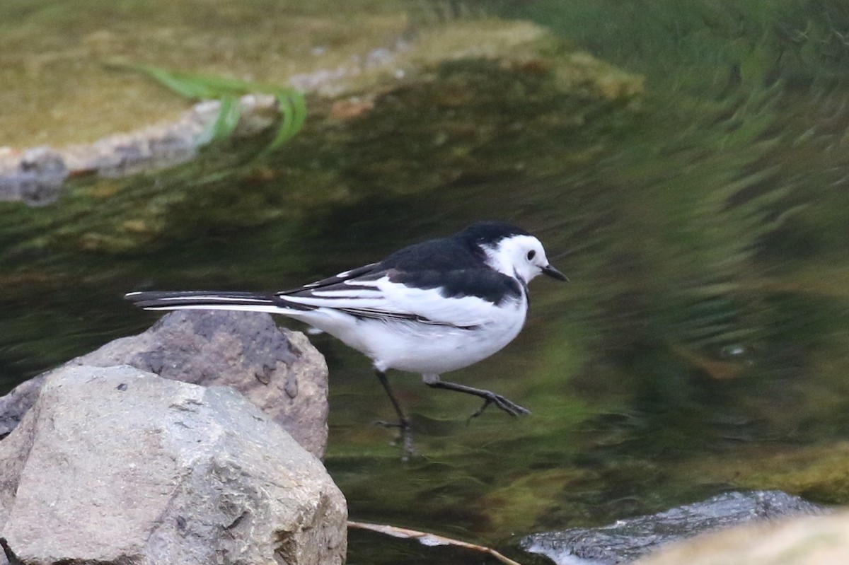 White Wagtail (Chinese) - ML89384321