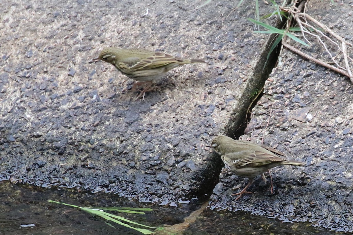 Olive-backed Pipit - ML89384381