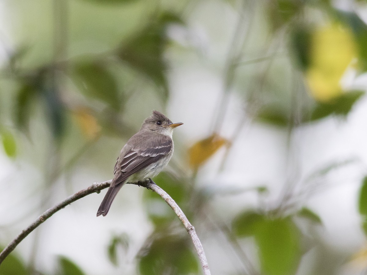 Northern Tropical Pewee - ML89386211